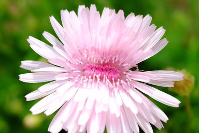 Close-up of pink flower blooming outdoors