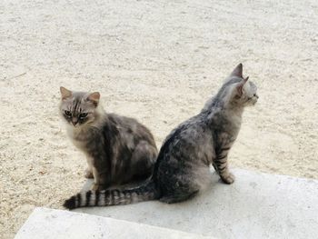 Cat sitting on a wall