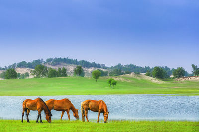 Horses grazing on field against clear sky