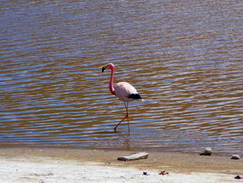 Bird in lake