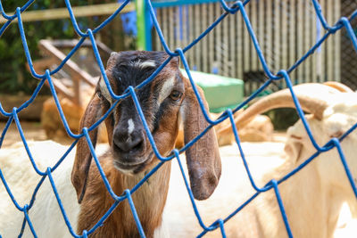 Close-up of horse seen through chainlink fence