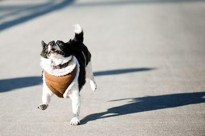 Low angle view of dog running