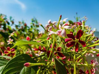 Close-up of red flowers blooming outdoors
