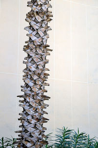 Close-up of plants against white wall