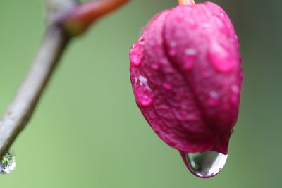 Close-up of water drops on pink flower