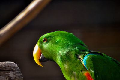 Close-up of parrot