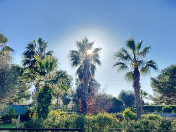 Low angle view of coconut palm trees against blue sky