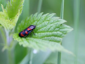 Close-up of insect on plant