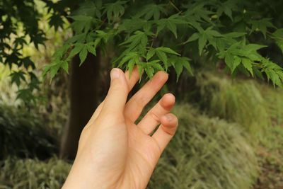 Close-up of hand holding leaves