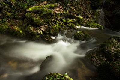 Stream flowing through forest