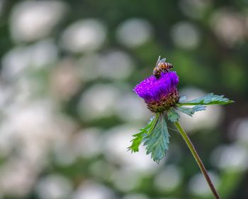 Close-up of honey bee on purple flower