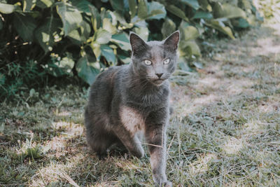 Portrait of a cat on field