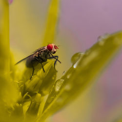 Close-up of insect pollinating on flower