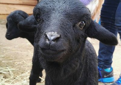 Close-up portrait of black lamb on field