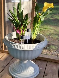 Close-up of potted plant on table