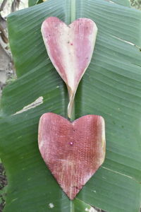 Close-up of heart shape on pink leaves