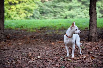 Dog standing on field in a forest