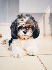 Portrait of dog on floor