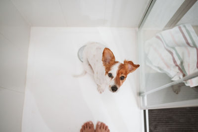 Top view of jack russell dog sitting in shower ready for bath time. woman feet standing besides.