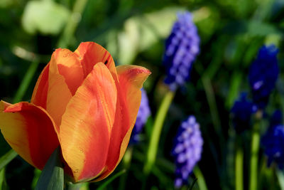 Close-up of purple flowering plant