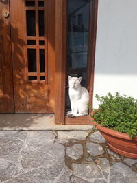 Cat looking through door