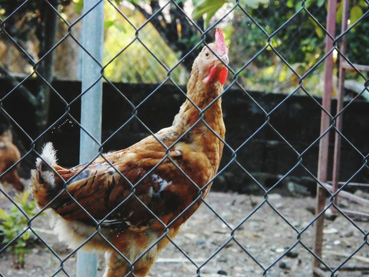 animal themes, fence, chainlink fence, mammal, domestic animals, one animal, livestock, focus on foreground, protection, animals in captivity, safety, cage, metal, security, wildlife, animals in the wild, close-up, zoo, day, metal grate