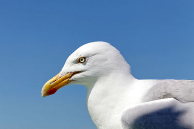 Close-up of seagull