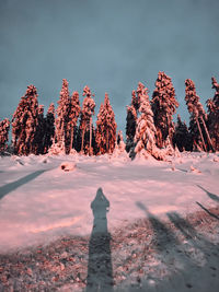 Trees on snow covered field against sky