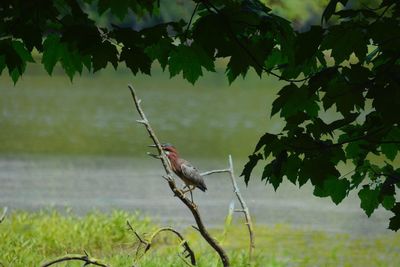 Bird perching on a tree