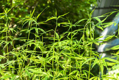 Close-up of plants growing outdoors