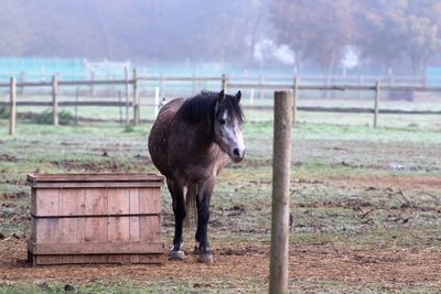 Horse on field against sky