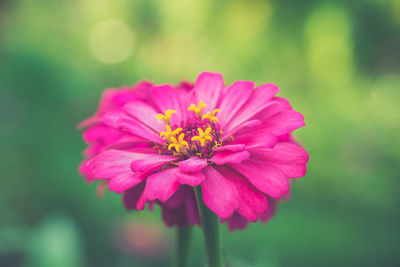 Close-up of pink zinnia blooming outdoors