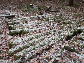 Plants growing in field