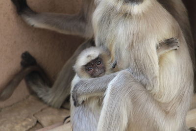 Close-up of monkeys