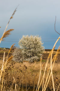 Close-up of stalks in field against clear sky