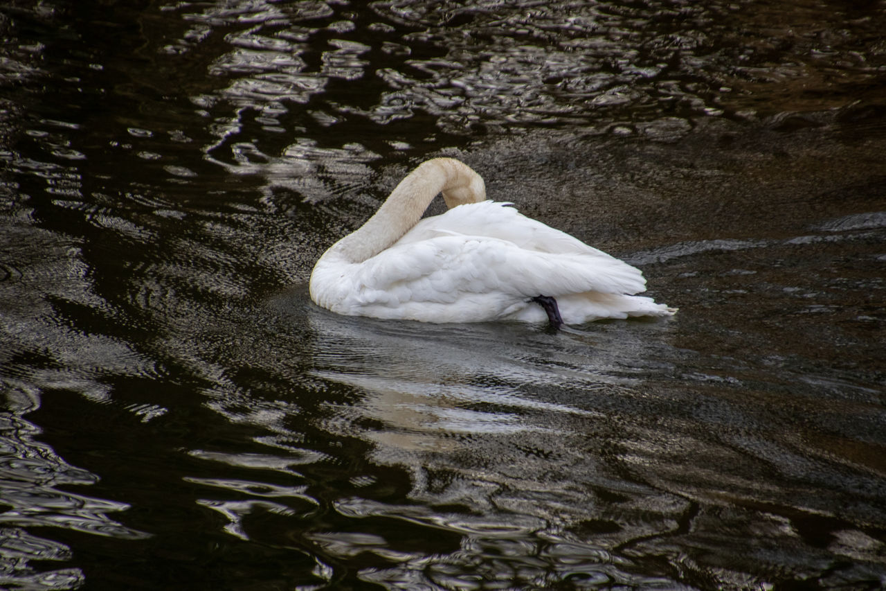 Trumpeter Swan