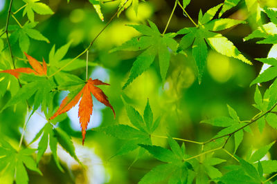 Close-up of maple leaf