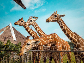 Low angle view of giraffe against sky