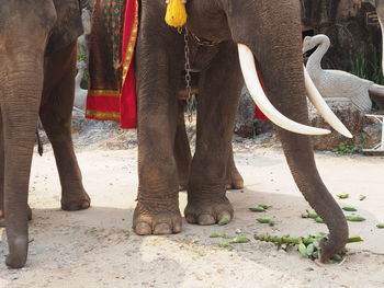 Low section of elephant standing in park