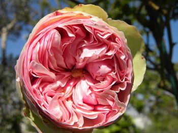 Close-up of pink rose flower
