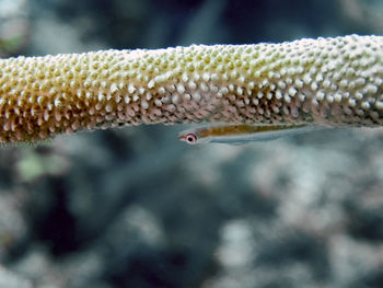 Close-up of snake