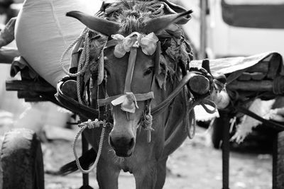 Close-up of a horse