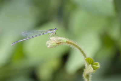 Dragonfly. wildlife photography