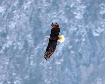 Low angle view of eagle flying