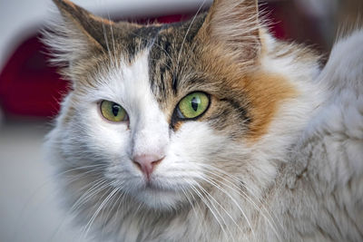 Close-up portrait of a cat