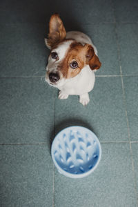 High angle portrait of dog sitting on floor