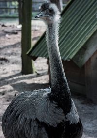 Close-up of a bird