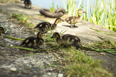 Ducks in a grass