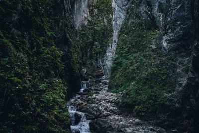 Scenic view of waterfall in forest