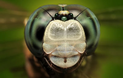 Close-up of insect on green background